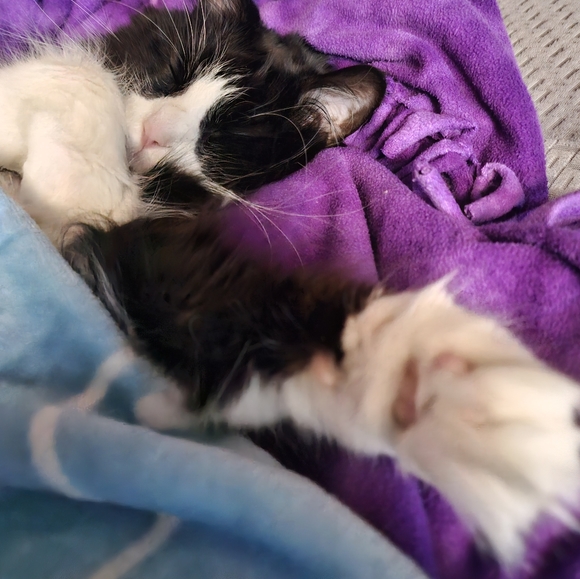 He sleeps like people🤭 - Picture 1 of 11